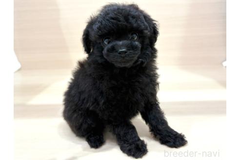 販売中の東京都のトイプードル-393749の3枚目